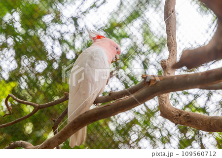 beautiful white parrot 109560712