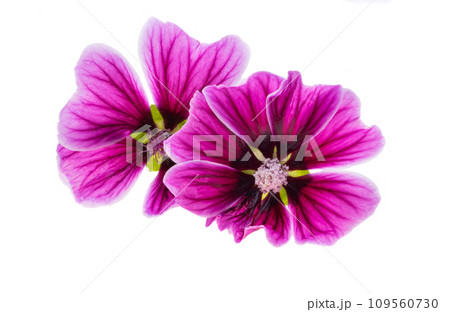 wood mallow isolated 109560730