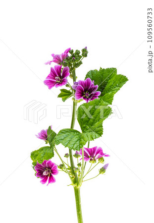 wood mallow isolated wood mallow isolated 109560733