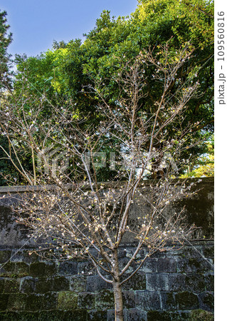 皇居乾通り 秋 冬桜 皇居乾通り 秋 冬桜 109560816