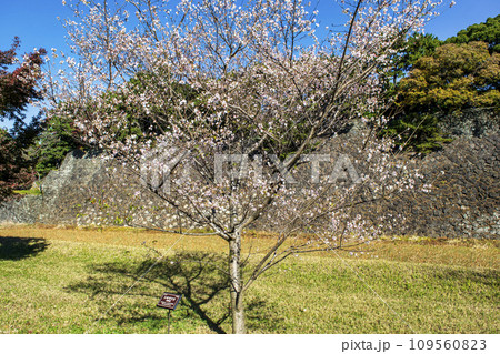 皇居乾通り　秋　四季桜 109560823