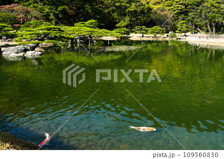 秋の栗林公園(香川県高松市、ミシュラン★★★)2023年秋撮影 秋の栗林公園(香川県高松市、ミシュラン★★★)2023年秋撮影 109560830
