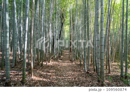 嵐山の竹やぶ(神奈川県相模原) 嵐山の竹やぶ(神奈川県相模原) 109560874