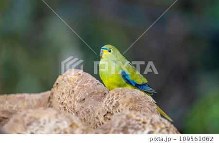 beautiful parrots in the park beautiful parrots in the park 109561062
