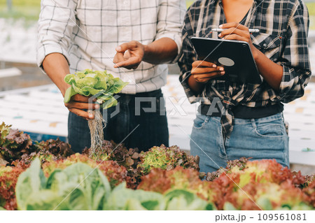 Two Asian farmers inspecting the quality of organic vegetables grown using hydroponics. Two Asian farmers inspecting the quality of organic vegetables grown using hydroponics. 109561081