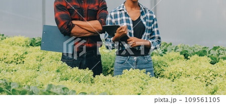 Two Asian farmers inspecting the quality of organic vegetables grown using hydroponics. Two Asian farmers inspecting the quality of organic vegetables grown using hydroponics. 109561105