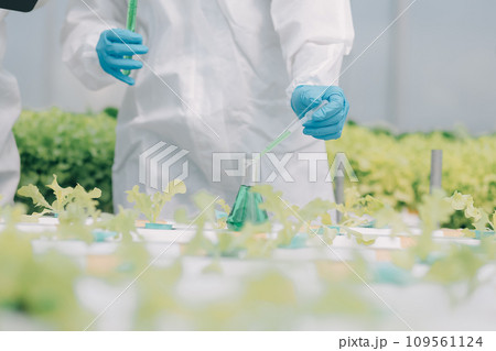 Two Asian farmers inspecting the quality of organic vegetables grown using hydroponics. Two Asian farmers inspecting the quality of organic vegetables grown using hydroponics. 109561124
