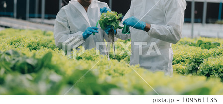 Two Asian farmers inspecting the quality of organic vegetables grown using hydroponics. 109561135