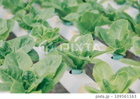 Two Asian farmers inspecting the quality of organic vegetables grown using hydroponics. Two Asian farmers inspecting the quality of organic vegetables grown using hydroponics. 109561163