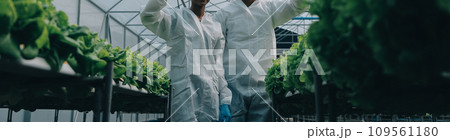Two Asian farmers inspecting the quality of organic vegetables grown using hydroponics. 109561180