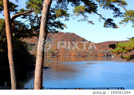 裏磐梯の紅葉 檜原湖 裏磐梯の紅葉 檜原湖 109561264