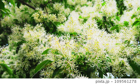 満開のヒトツバタゴの花の風景 109561278