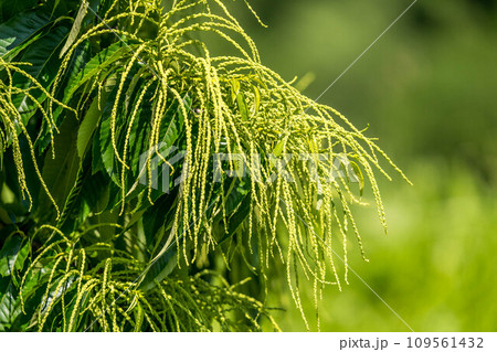 初夏の栗の木~栗の花~ 初夏の栗の木~栗の花~ 109561432
