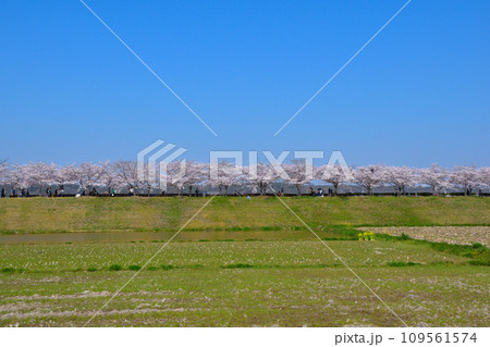 桜景　おの桜づつみ回廊 109561574