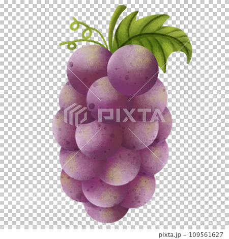 Painting of grapes for worshiping at the Chinese New Year festival 109561627