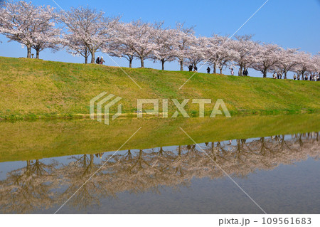 桜景　おの桜づつみ回廊 109561683