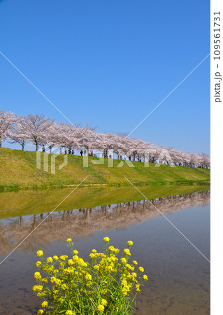 桜景 おの桜づつみ回廊 桜景 おの桜づつみ回廊 109561731