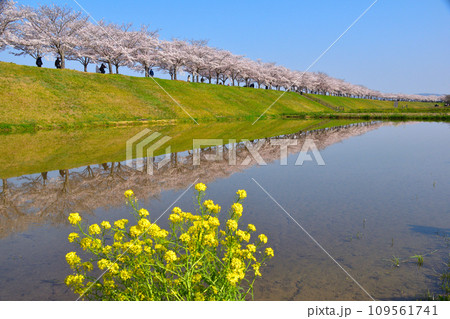 桜景　おの桜づつみ回廊 109561741