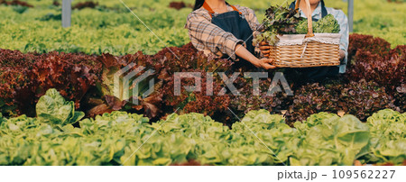 farmer cultivate healthy nutrition organic salad vegetables in hydroponic agribusiness farm.. 109562227