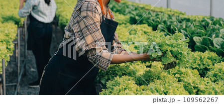 farmer cultivate healthy nutrition organic salad vegetables in hydroponic agribusiness farm.. 109562267