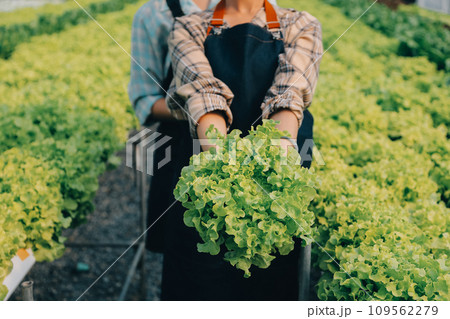 farmer cultivate healthy nutrition organic salad vegetables in hydroponic agribusiness farm.. farmer cultivate healthy nutrition organic salad vegetables in hydroponic agribusiness farm.. 109562279