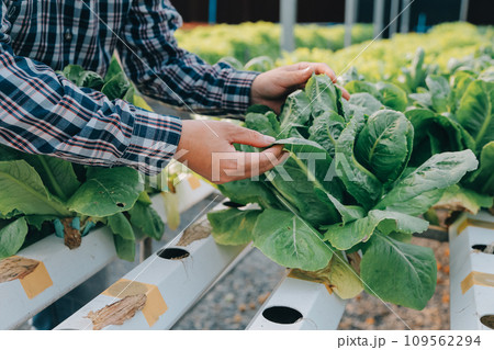 farmer cultivate healthy nutrition organic salad vegetables in hydroponic agribusiness farm.. farmer cultivate healthy nutrition organic salad vegetables in hydroponic agribusiness farm.. 109562294