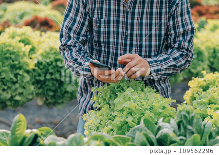 farmer cultivate healthy nutrition organic salad vegetables in hydroponic agribusiness farm.. farmer cultivate healthy nutrition organic salad vegetables in hydroponic agribusiness farm.. 109562296