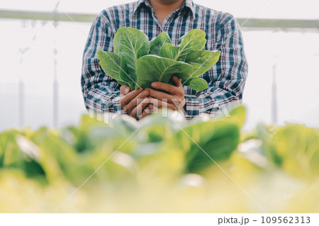 farmer cultivate healthy nutrition organic salad vegetables in hydroponic agribusiness farm.. farmer cultivate healthy nutrition organic salad vegetables in hydroponic agribusiness farm.. 109562313