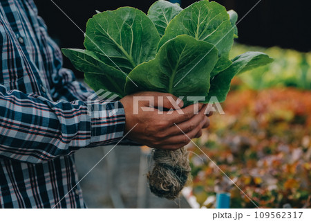farmer cultivate healthy nutrition organic salad vegetables in hydroponic agribusiness farm.. farmer cultivate healthy nutrition organic salad vegetables in hydroponic agribusiness farm.. 109562317