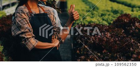 farmer cultivate healthy nutrition organic salad vegetables in hydroponic agribusiness farm.. farmer cultivate healthy nutrition organic salad vegetables in hydroponic agribusiness farm.. 109562350