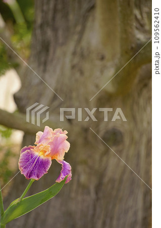 ジャーマンアイリス ジャーマンアイリス 109562410
