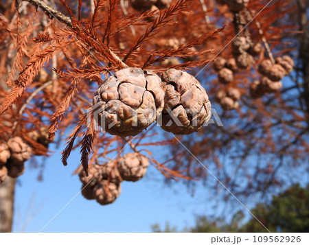 ヌマスギ(落羽松)の実 ヌマスギ(落羽松)の実 109562926