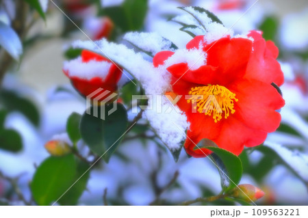 雪と山茶花 109563221