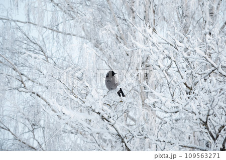 Lonely gray crow on a snow-covered tree. Birds in winter, wildlife. Tangled snowy birch branches. Lonely gray crow on a snow-covered tree. Birds in winter, wildlife. Tangled snowy birch branches. 109563271