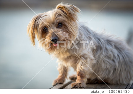 dog seated curiosity expression doggie. 109563459