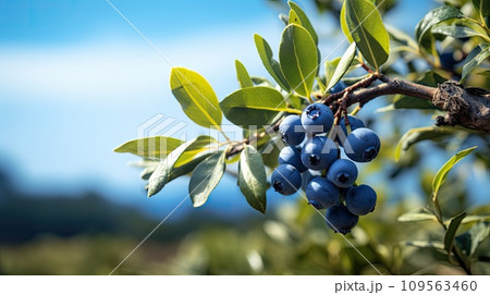 macro closeup of beautiful pink and blue berries 109563460