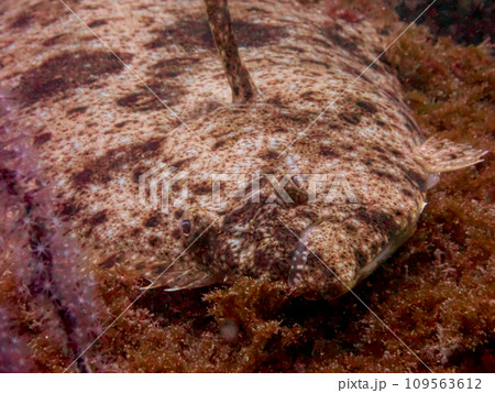 岩の上に潜むヒラメ 109563612