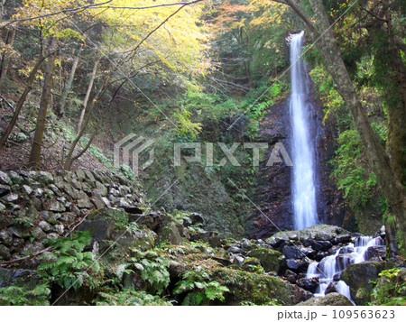 緑と紅葉に囲まれる養老の滝 緑と紅葉に囲まれる養老の滝 109563623