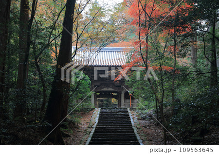 紅葉の名所「四国別格二十霊場第十番札所西山興隆寺」仁王門 紅葉の名所「四国別格二十霊場第十番札所西山興隆寺」仁王門 109563645