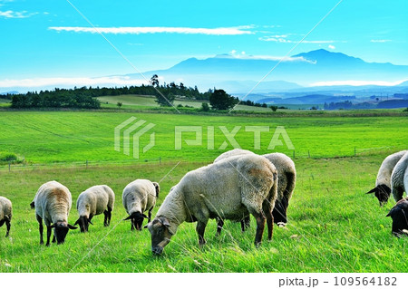 北海道 大雪山連峰を背景にした美瑛の丘のヒツジ 北海道 大雪山連峰を背景にした美瑛の丘のヒツジ 109564182