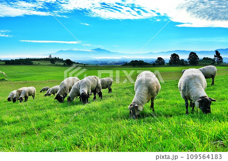 北海道 大雪山連峰を背景にした美瑛の丘のヒツジ 北海道 大雪山連峰を背景にした美瑛の丘のヒツジ 109564183
