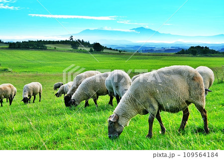 北海道 大雪山連峰を背景にした美瑛の丘のヒツジ 109564184