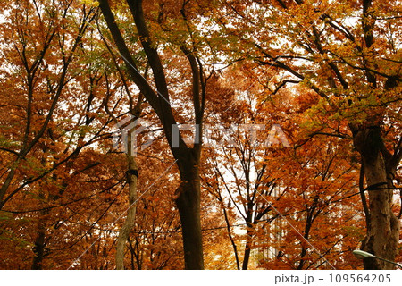 カラー 紅葉 植物 秋 公園 (2023年12月登録) カラー 紅葉 植物 秋 公園 (2023年12月登録) 109564205