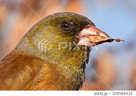 カワラヒワ 109564435