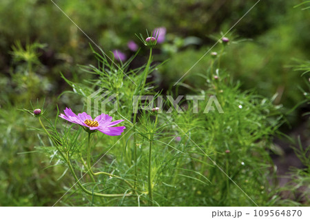 可憐な花 109564870