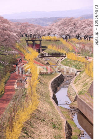 白石川提一目千本桜 109564873