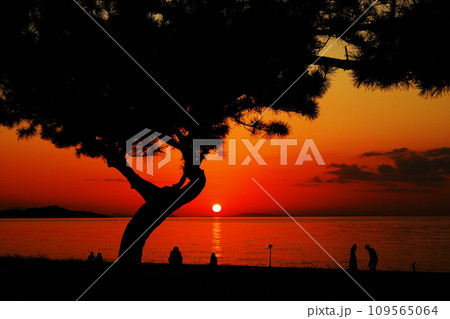 慶野松原 慶野松原 109565064