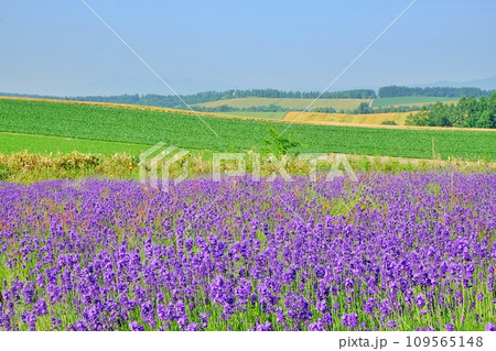 夏の北海道 美瑛町「オルテの丘」からの風景 夏の北海道 美瑛町「オルテの丘」からの風景 109565148