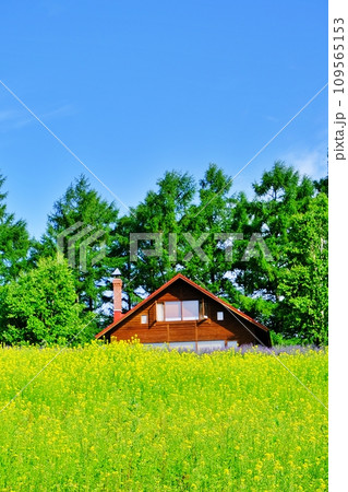 夏の北海道 美瑛町「オルテの丘」の菜の花畑 夏の北海道 美瑛町「オルテの丘」の菜の花畑 109565153