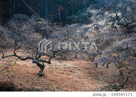 小野のシダレグリ自生地【上伊那郡辰野町】 小野のシダレグリ自生地【上伊那郡辰野町】 109565171